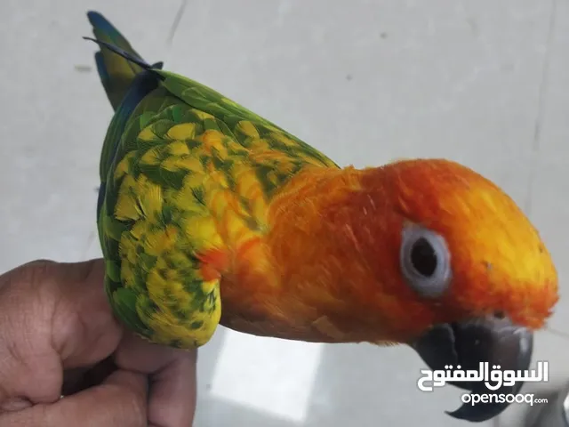 Sun conure red factor hand tamed
