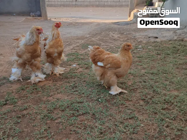 2ديوك1عتوقه ليموني