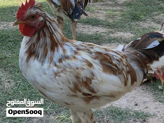 بسم مشاءالله 6ديوك