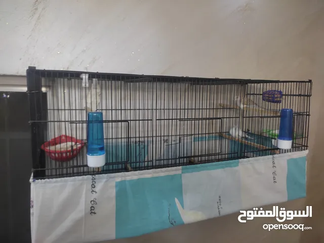 جوز حمام ماسي مع مطير 90سم