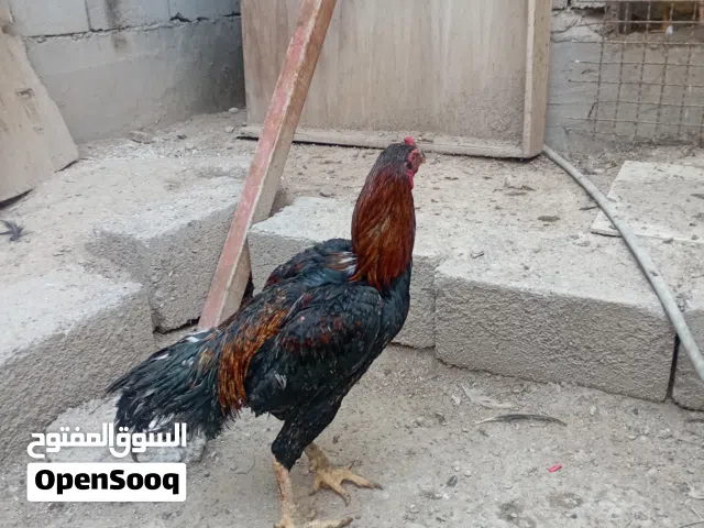 فحل الماني البيع اومراوس ب فرخات عرب40وبي مجال
