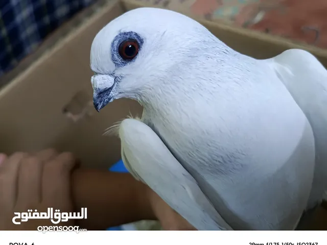 حمام للبيع بسعر مناسب قابل للتفاوض في عمان أو اربد للي حاب يتواصل معي وما بقصر نوع شفر