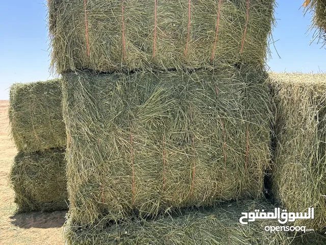 برسيم حجازي درجه أولي