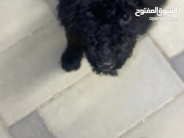 بيع كلب جرو أليف جدا poodle