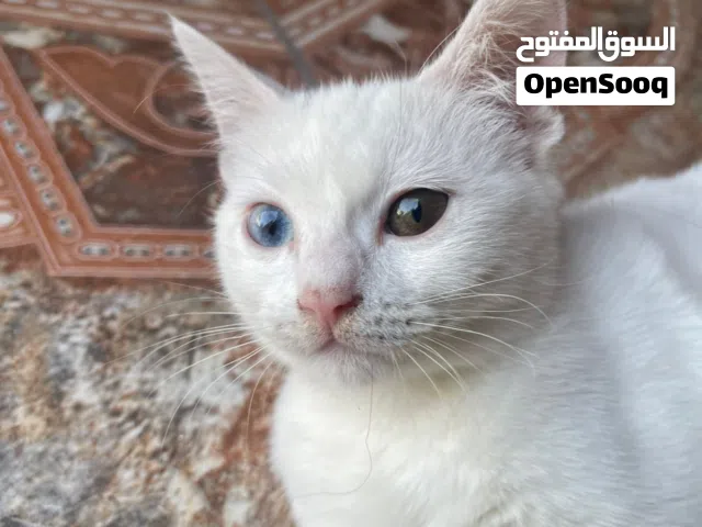 قطه انثى  بيتيه عمره 11 شهر للبيع