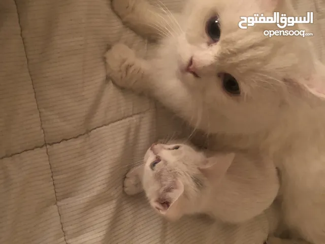 Cat for adoptionقطه للتبني