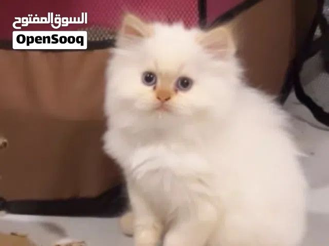 قطط راغدول همالايا كيتنز متدربة بصحة ممتازة مع اغراضها