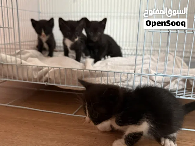 قطط للتبني