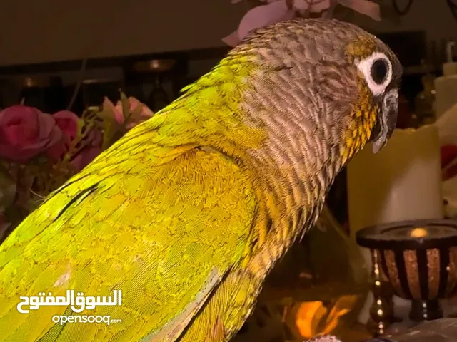 كونيور جرين شيك اليف وصحتة ممتازة في الرياض جنوب الشامخة