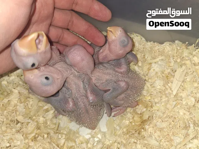 ببغالي نيبالي alexandrian chicks