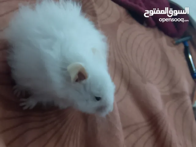 هامستر سوري ابيض نضيف اليف وبي مجال تعال للطويسه واخذة