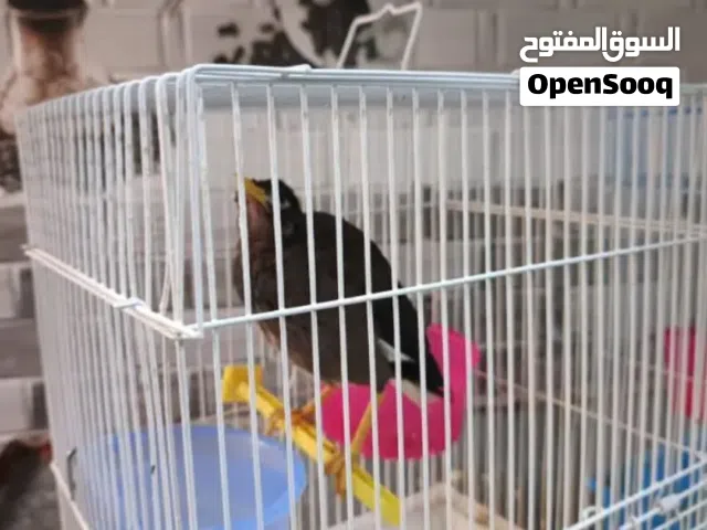 عصفور ميانك