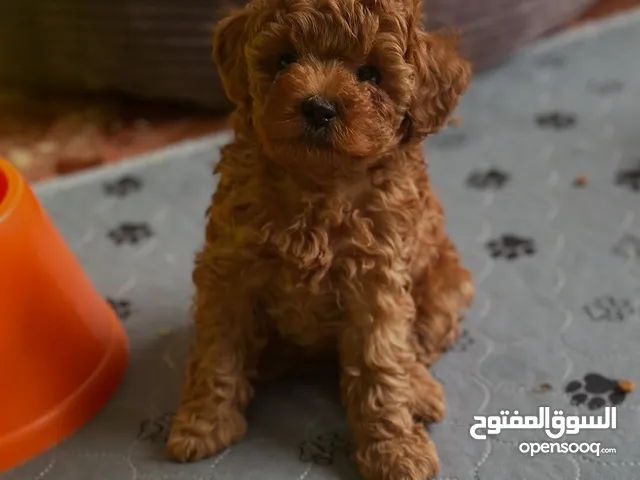 جراء بودل مستويات عالية جدا جدا جدا اهالي استيراد خارجي مستويات خرافية تسليم في أي عياده بيطرية