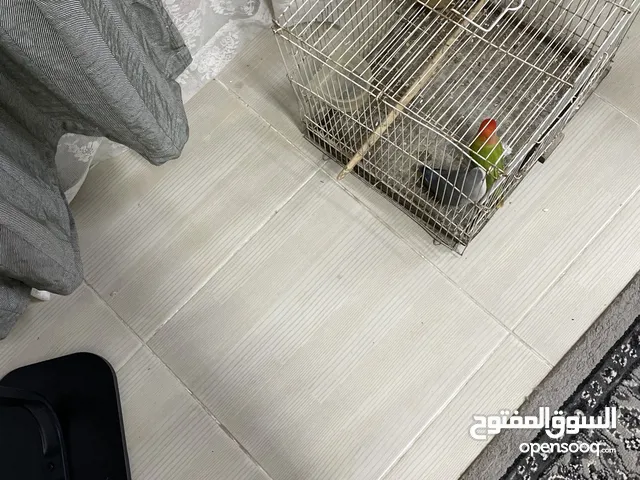 طيور روز للبيع مو أليفين ذاك الزود الواحد ب 5