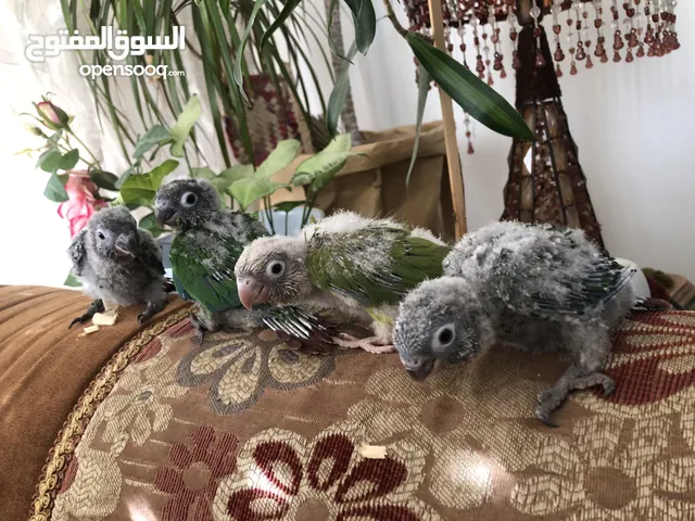 فراخ جرين شيك اليفه للزق اليدوي فيهم محجلات للبيع فقط اقرأ التفاصيل