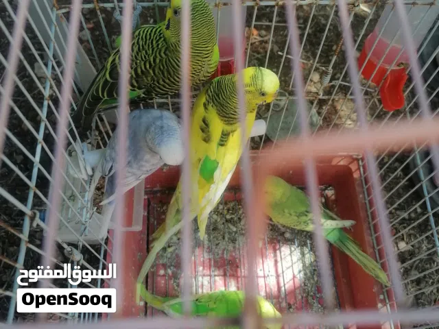 6 حبات مش زواج للبيع 6حبات