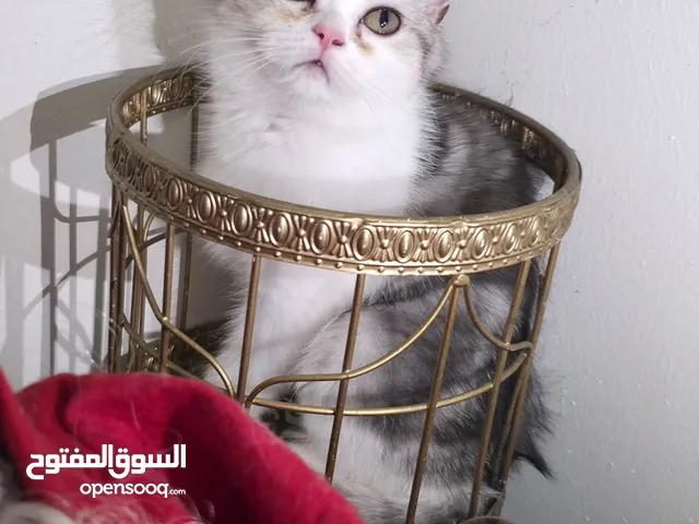 قطط منزلية نادرة بجمال ملكي - -Royal Home Bred Kittens with Fluffy Coats & Mesmeriz...