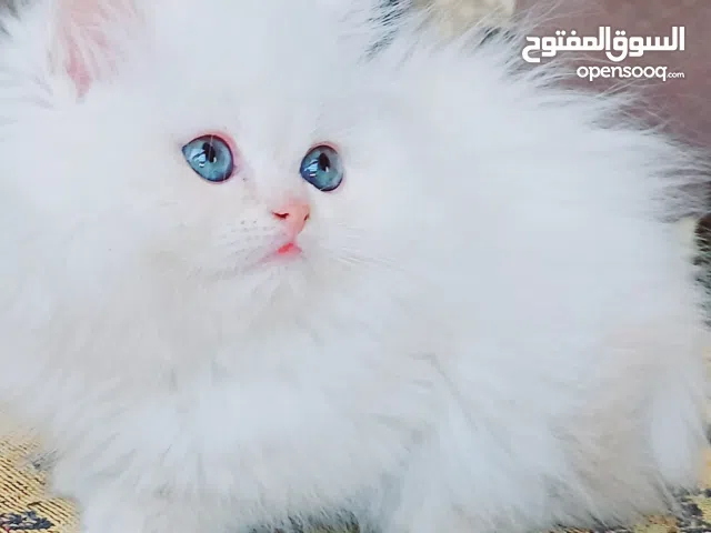 female Himalayan orange bure 50 day