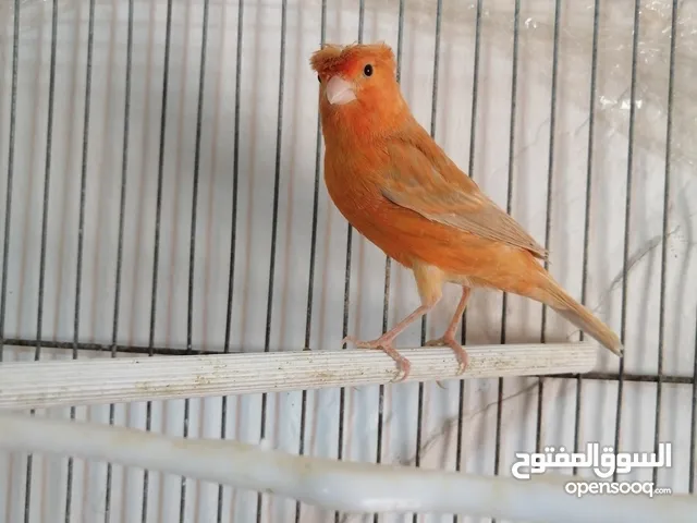 فحل كنار مشمشي مقمبر اول خيرو عمر سبع شهور موجود في صويلح