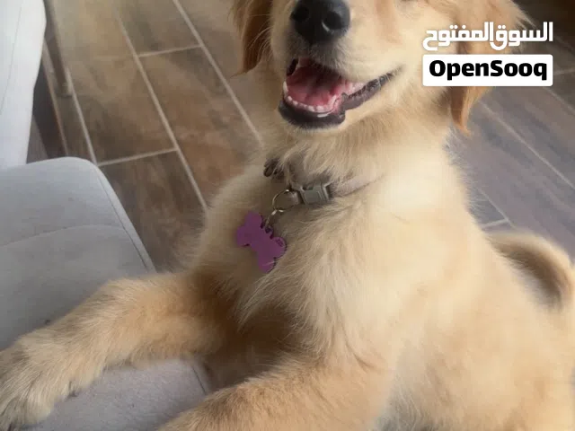 3 months golden retriever  ثلاث شهور قولدن رتريفر