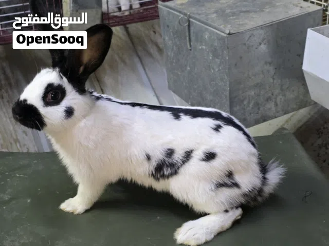 أرانب للبيع متوفر اكثر من سلالة