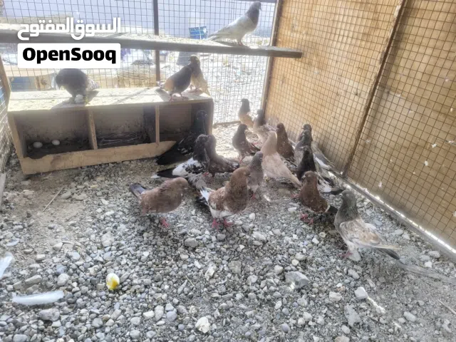 للبيع حمام كلاي هندي