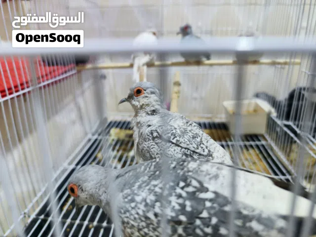 حمام ملكي زوجين وتك انثى
