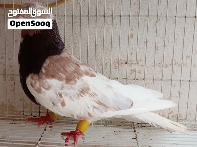 حمام زينه للبيع ايراني كلاي ومكاوي وقفص وسقايات ماء إقرأ الوصف وتشوّف يمكن لك نصيب فشي