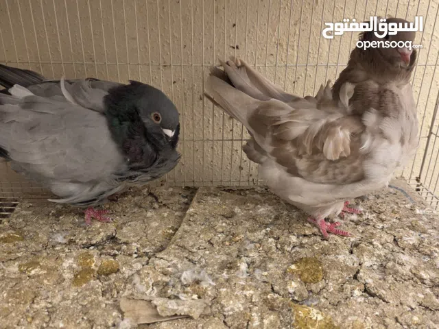 للبيع الحبه ب 35