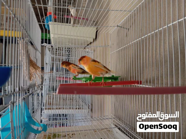 كوبية كناري