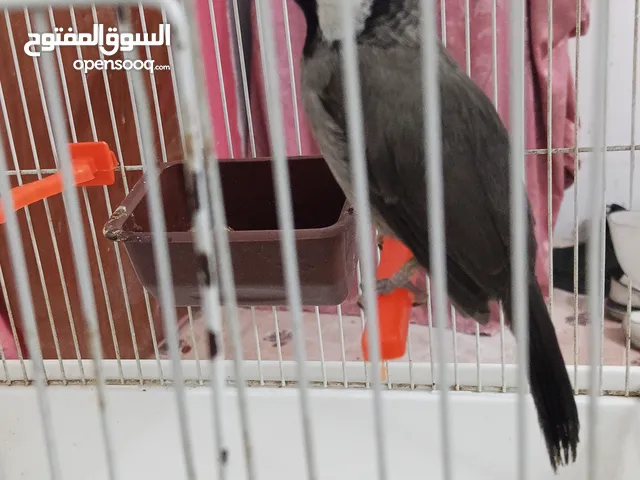 السلام عليكم متاح بلبل خشن اليف قفص فول تغريد