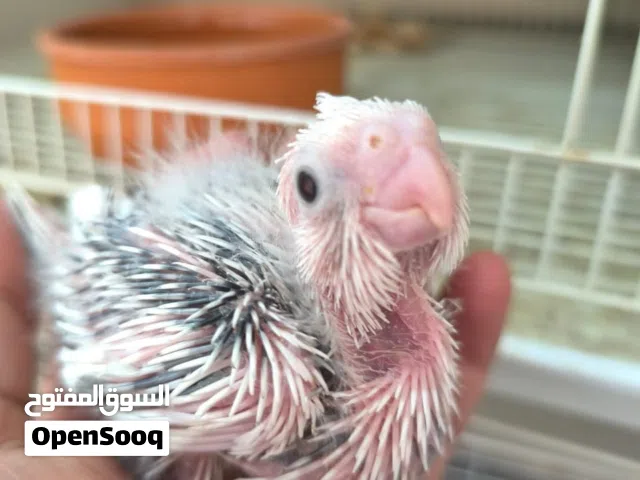 Baby holandy cocktail