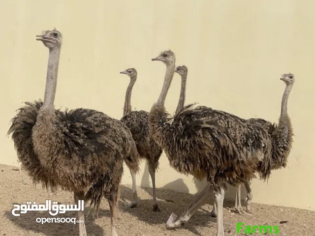 نعام عمر 4 شهور و شهرين ونصف