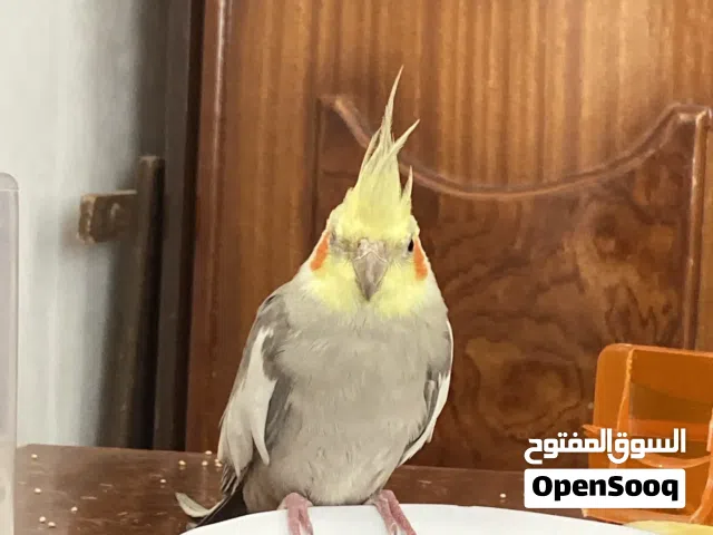 ببغاء كوكتيل لعوب ذكر التبديل على روز جوز او فرد او الشراء