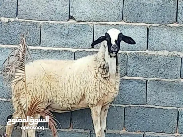 نعجه وطنيه الله يبارك