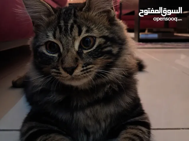 قط ذكر للتبني مكس بين شيرازي و بلدي لَعوب و مؤدب