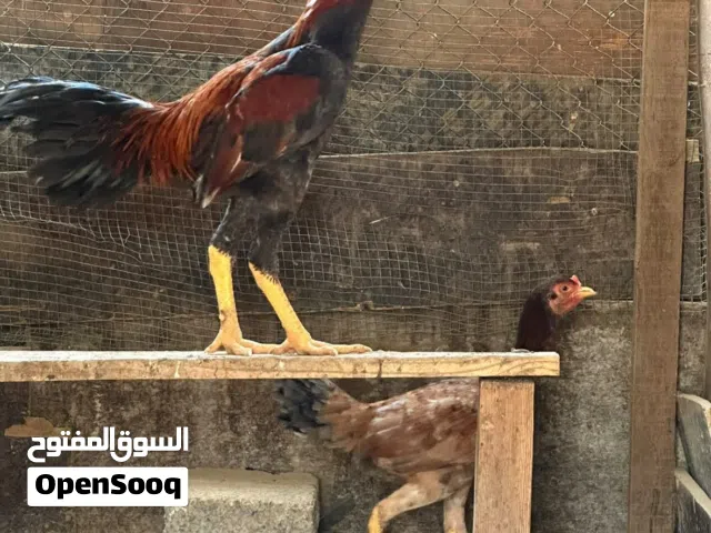 للبيع ديك ودجاجة سندي