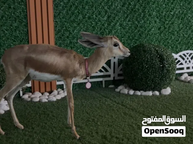 للبيع انثى غزال الريم