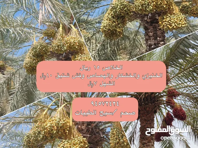 نخل منوع لطناي
