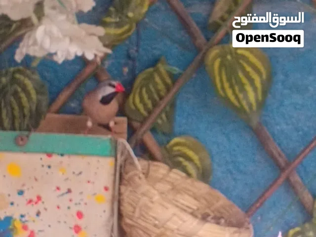 تك فحل شفت تيل