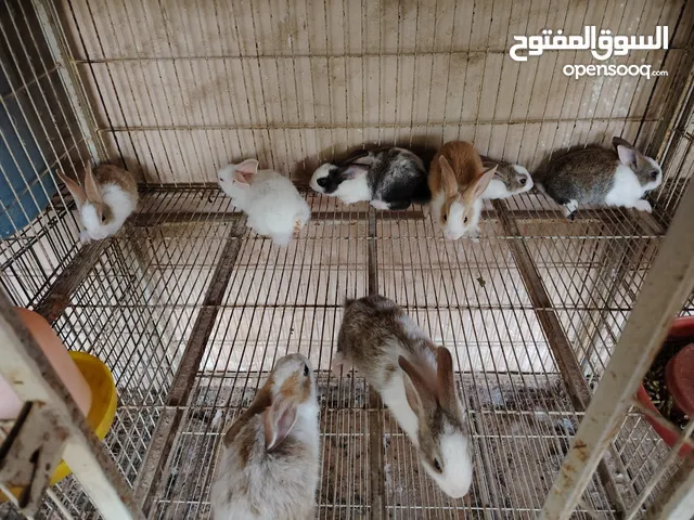 السلام عليكم ورحمة الله وبركاته
