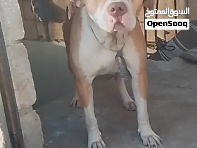 كلب بيتبول اكمل قرائة الوصف
