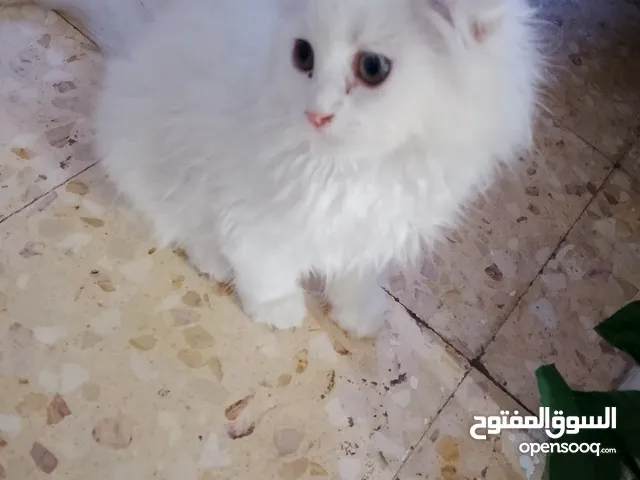 قطط بجننو للتبني