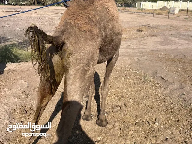 بكره صعبه صفراء سمين فل