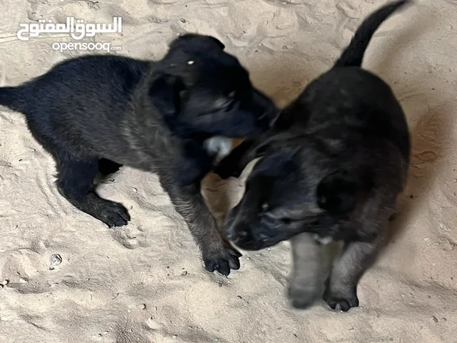 جراوي مالينو دم نار