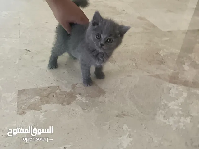 قط أنثى صغير
