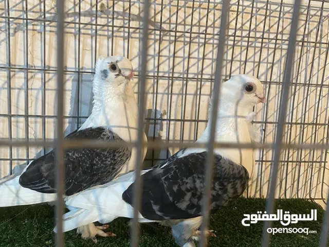 كوبية مصرية مصوقرا