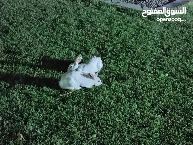 أرنب للبيع