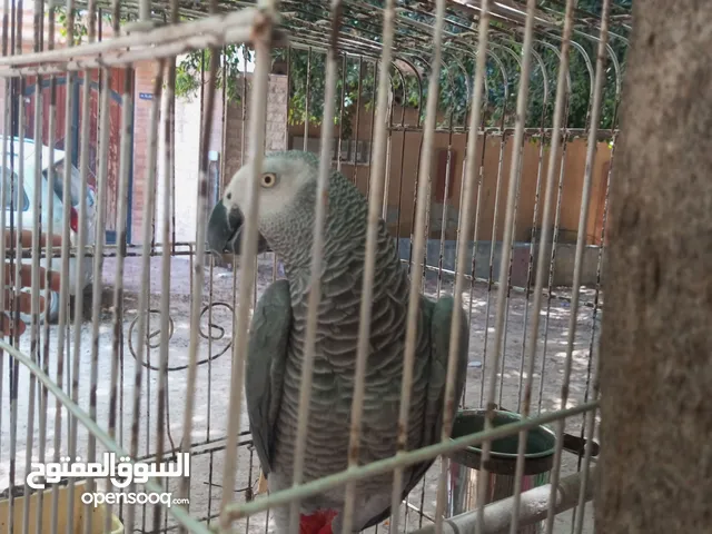 ببغاء للبيع