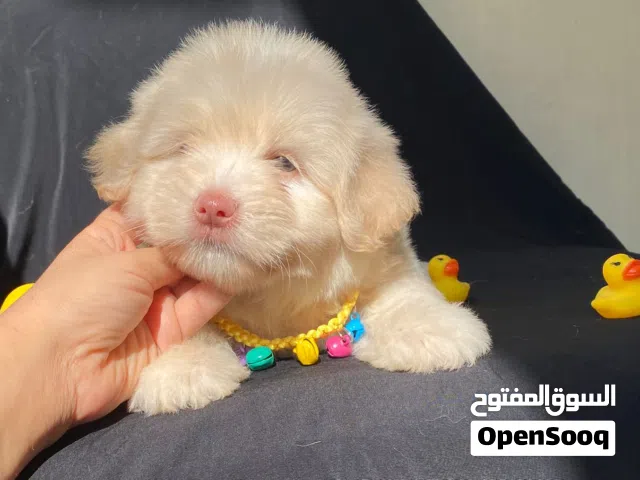 هفانيز بيور